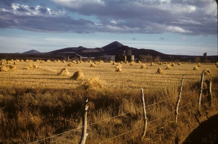 Grain fields in north of Cuauhtemoc, December 1958