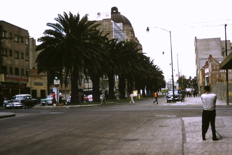 Street with row of palm trees. Mexico City, March 1958