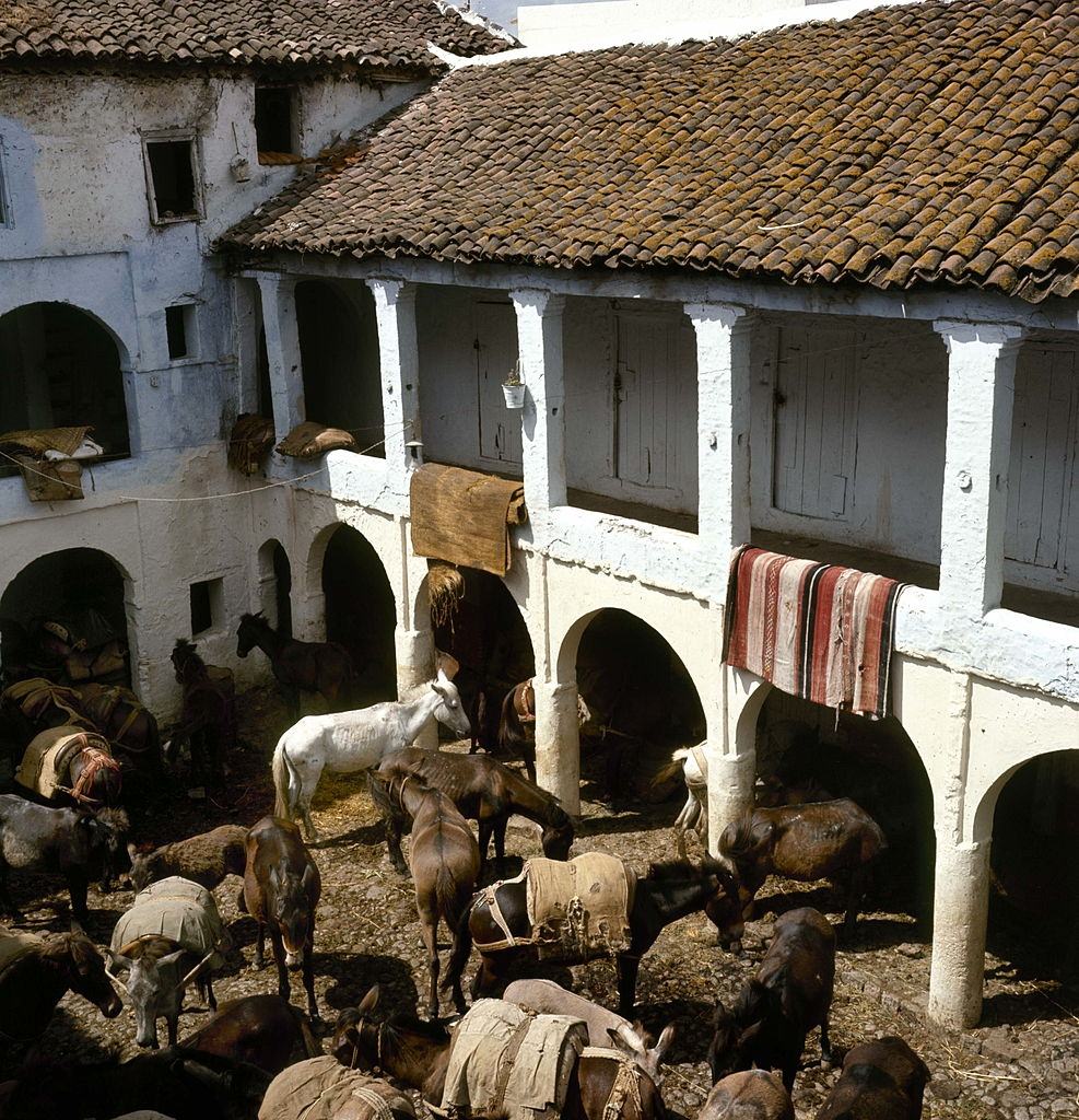 The mules market in Chechaouen, 1960.