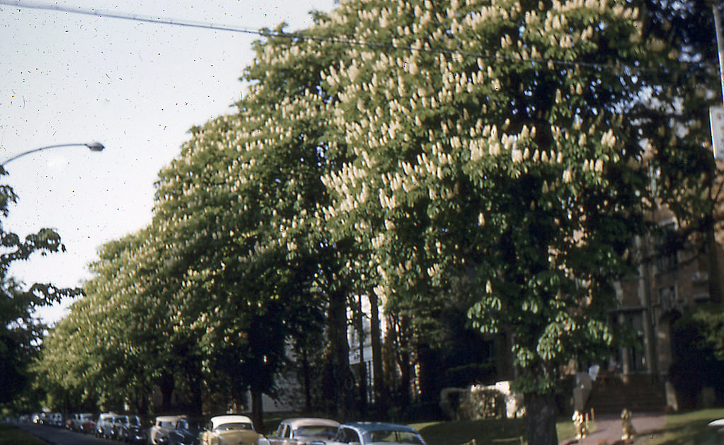 17th NE Horse chestnuts, Spring 1956