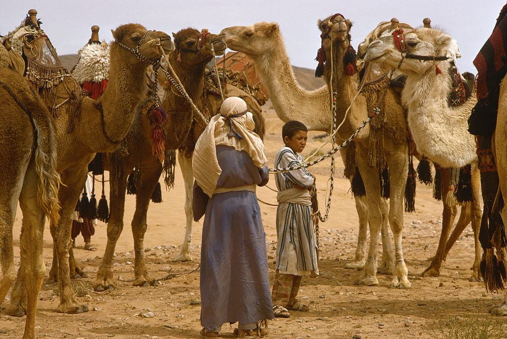 Bedouins ties up camels in the Sahara Desert in Morocco, 1971.