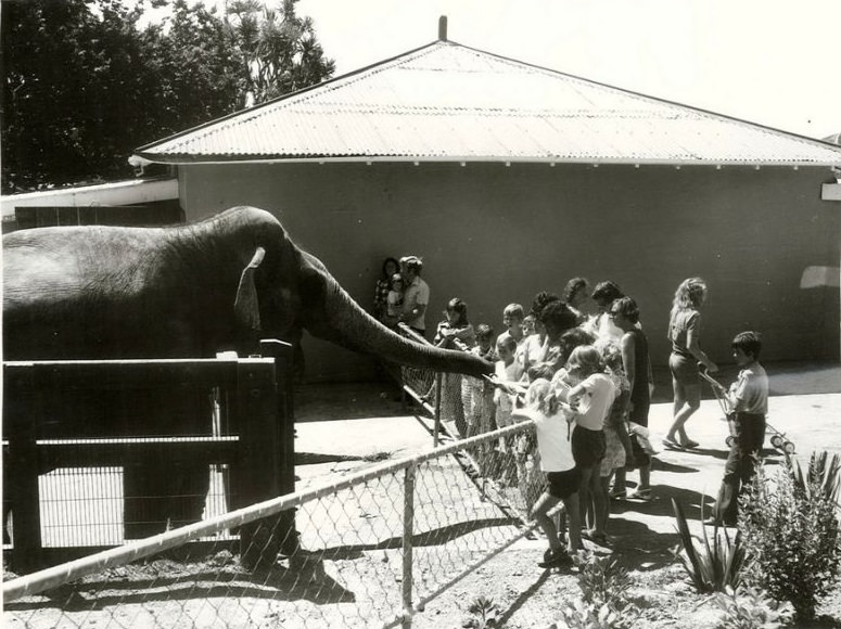 Feeding the elephant at Wellington Zoo, January 1975