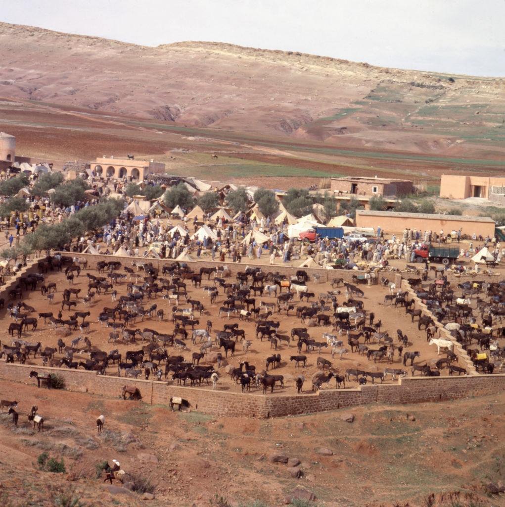 The cattle market in Aït Barka, in 1980, Morocco.