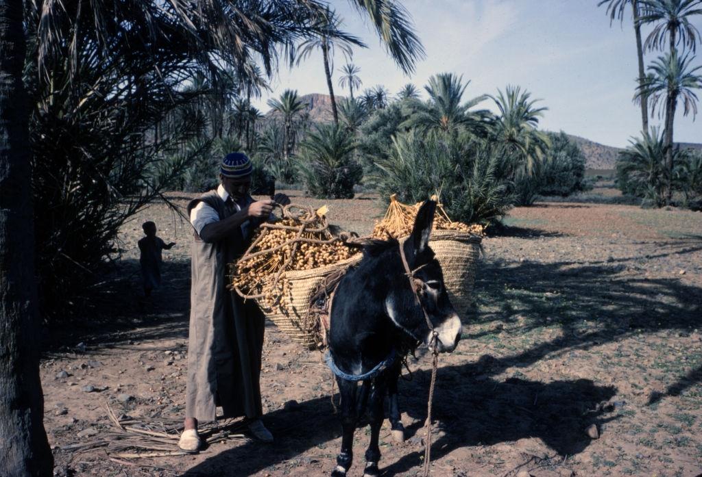 Donkey carrying dates in a plantation in the Tafraout region, January 1980.