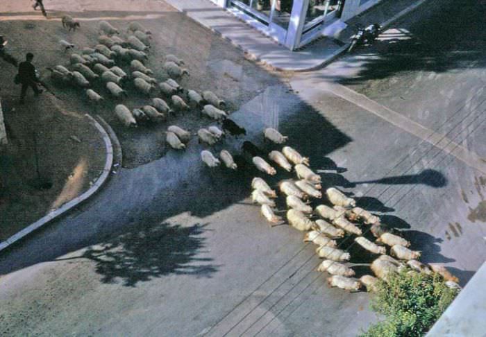 Sheep crossing the street in Ampelokipoi