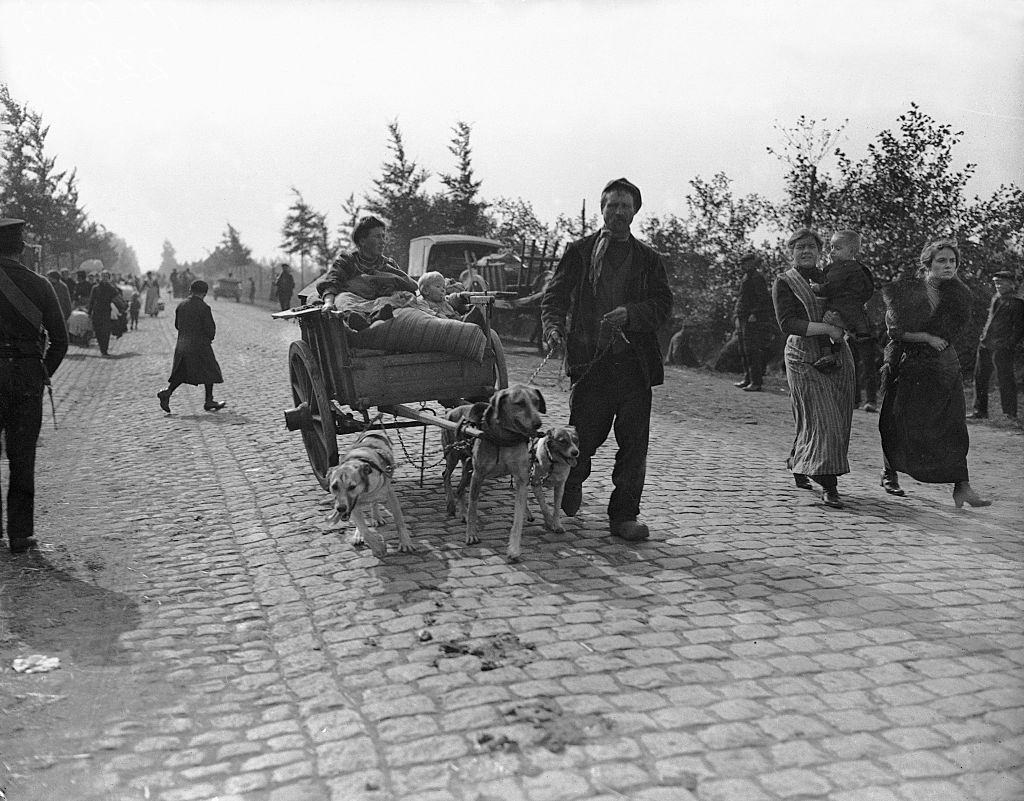 Belgian refugees fleeing along the Antwerp Road using dog carts to pull their belongings. 4th October 1914