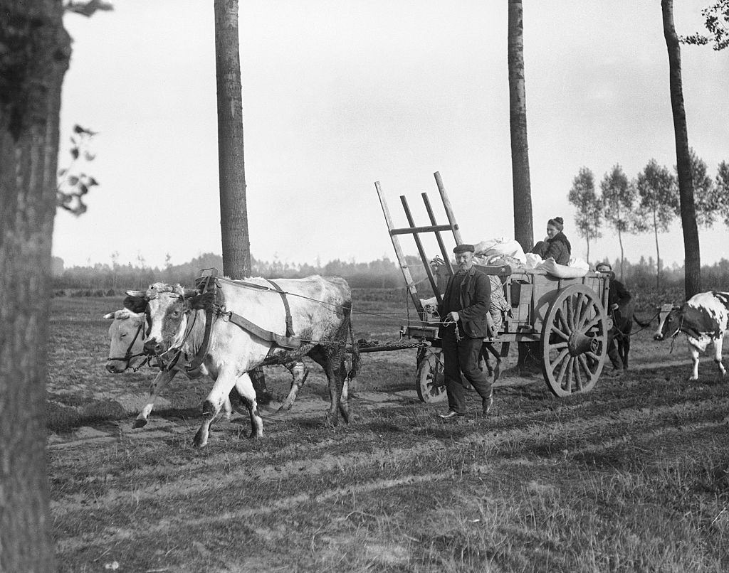 Belgian refugees driving bullock wagon fleeing the advancing German army. September 1914