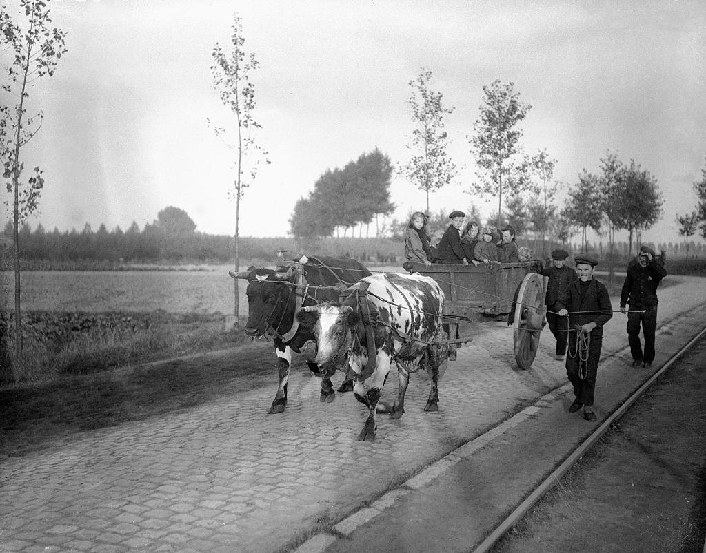 Belgian refugees driving bullock wagon fleeing the advancing German army. September 1914