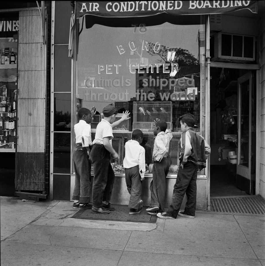 An ethnically diverse group of young boys enjoy the animals in the window of Boro Pet Center at 78 Henry Street in Brooklyn Heights, March 1958.