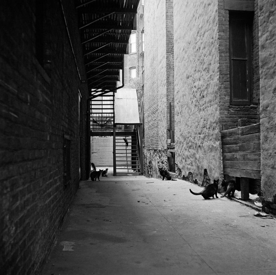 Cats in an alleyway in Brooklyn Heights, March 1958.