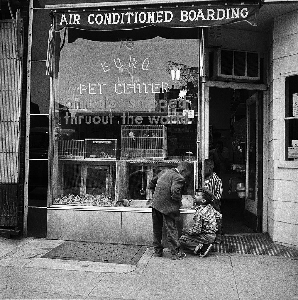 Three young African American boys enjoy the animals in the window of Boro Pet Center in Brooklyn Heights, March 1958.