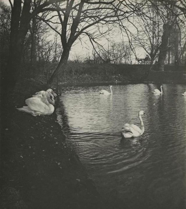 The castle grave with swans