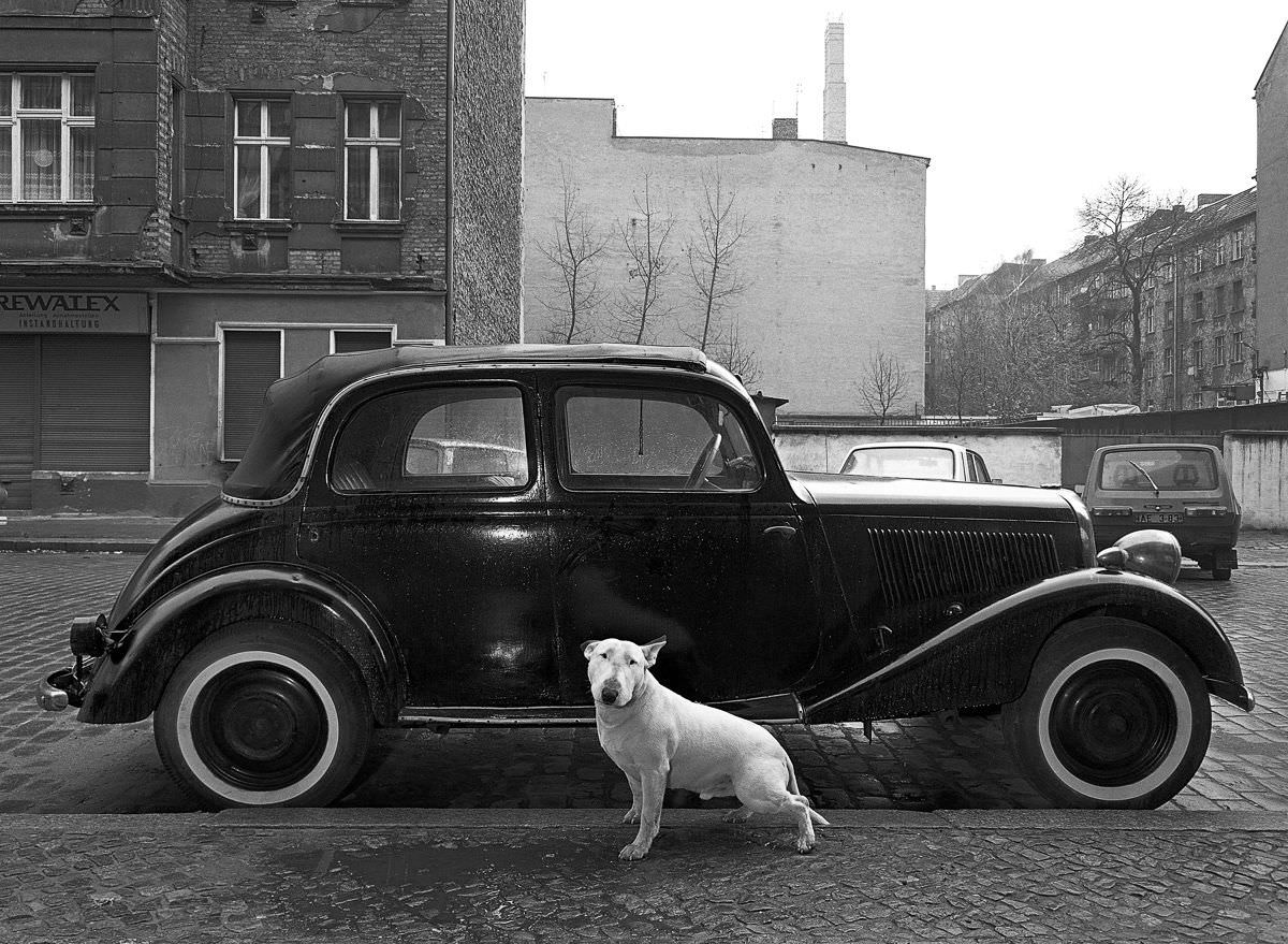 Rocky the bull terrier in front of a 1936 Mercedes.