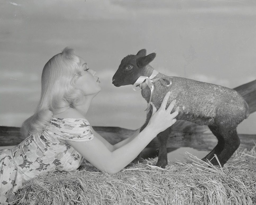 Mamie Van Doren Posing on Ground with a Small Lamb, 1955.