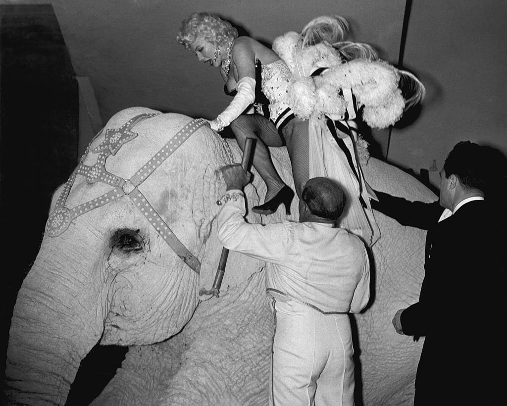 Circus hands help Marilyn Monroe onto the back of a pink elephant to mark the opening night of the Ringling Brothers Circus.