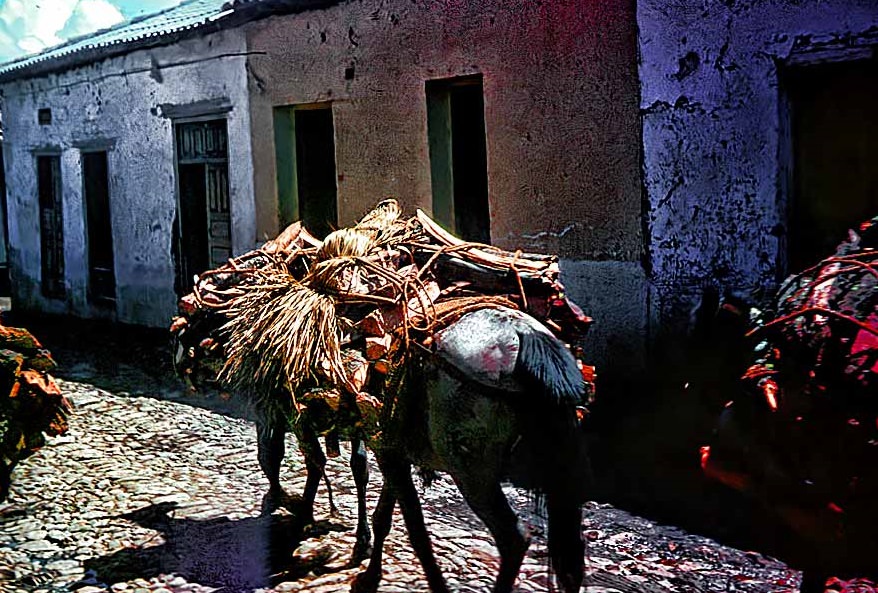 Burro with wood in Mexico, 1955