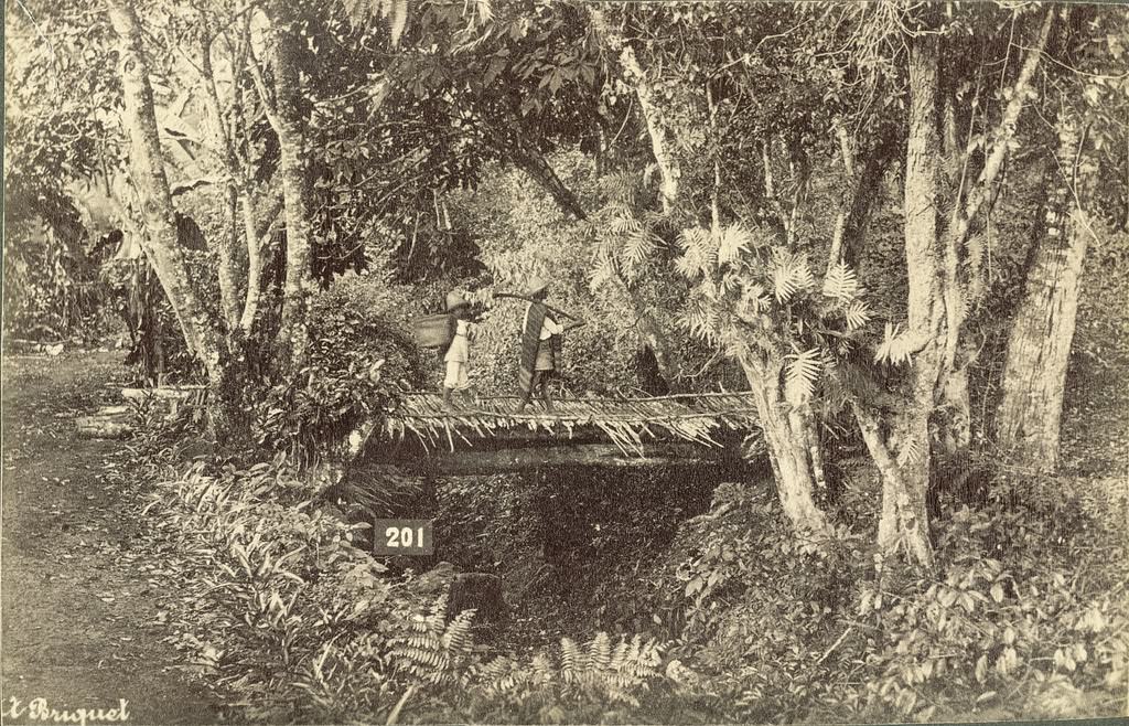 Mexican Rainforest Scene, 1855.
