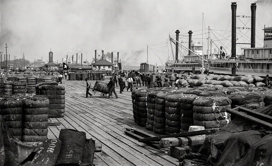 Cotton on the levee at New Orleans, along the Mississippi River, 1890