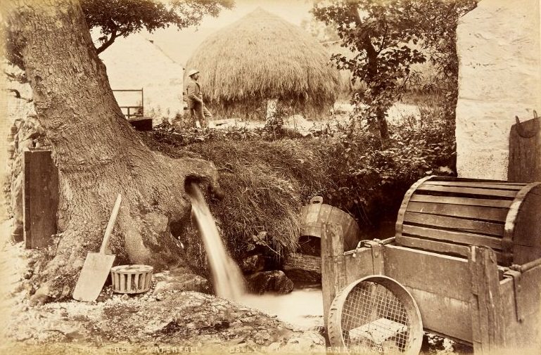 The "Tree waterfall", Ballyrudder, Larne