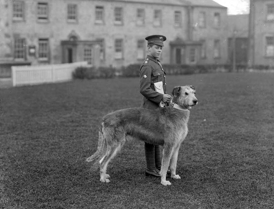 A young member of the Irish Guards at Waterford Barracks with the regiment’s mascot, an Irish Wolfhound, 1917.