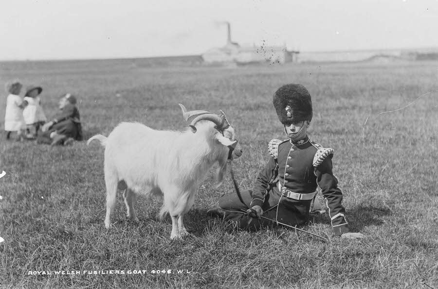 A Royal Welsh Fusilier with the Regimental Goat, and his strap-on crest, 1887.