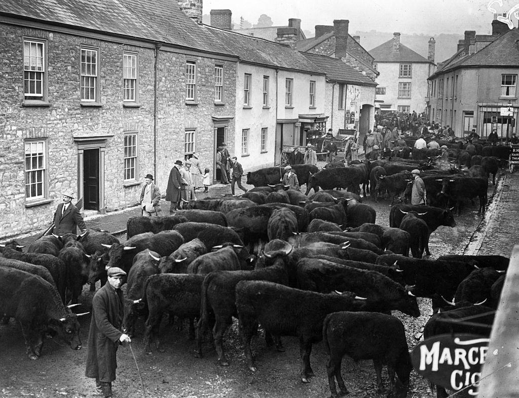 Cattle in a street at Brampton in Cumberland on the day of the Pony Fair, Ontario, 1890s.