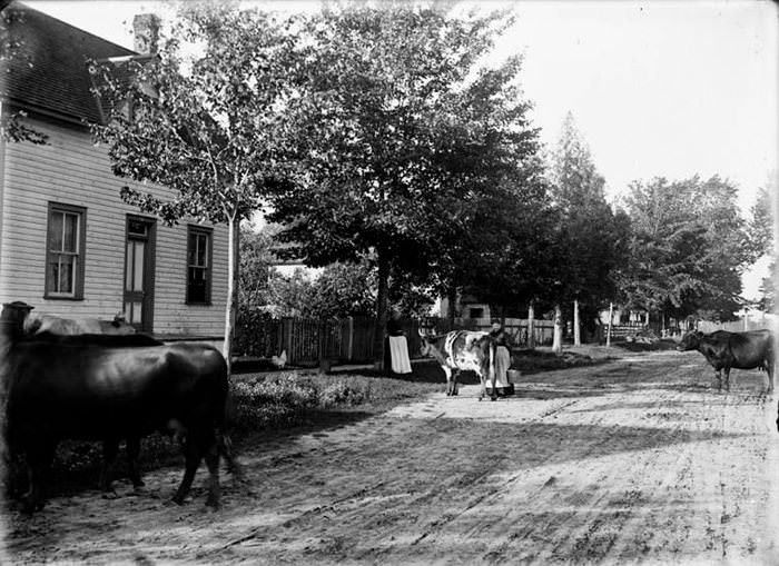 Cows on Fifth Ave., Ottawa, 1899