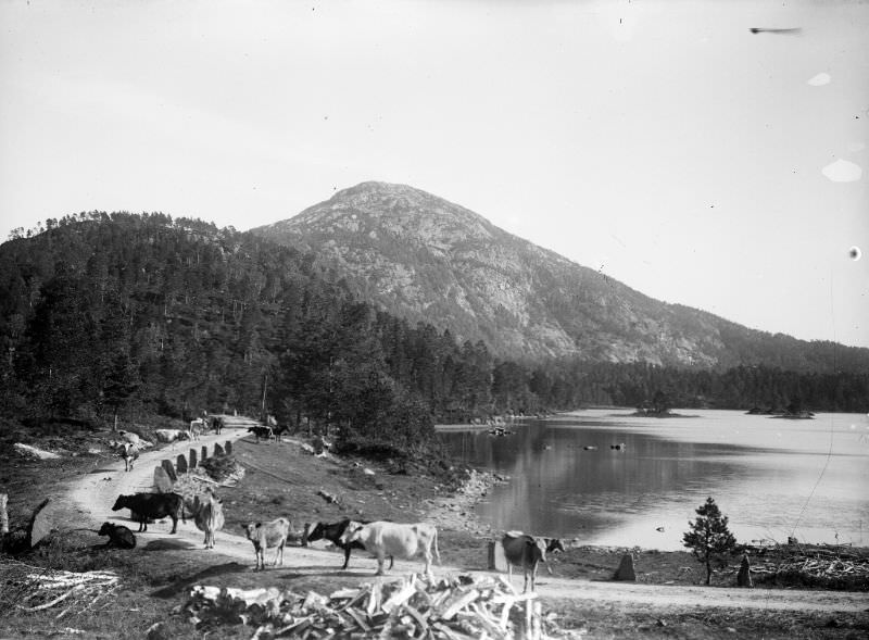 Cattle at Bekkjavatnet lake, Førde