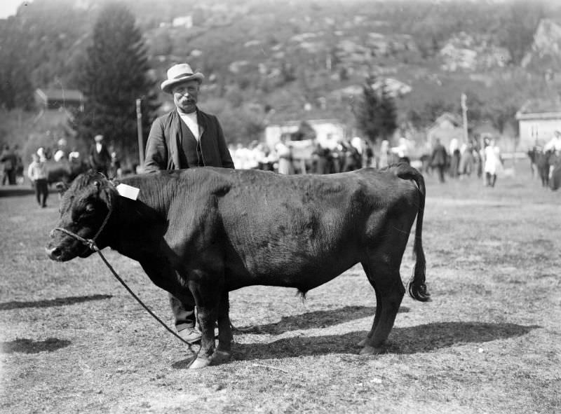 Man and bull at a cattle show