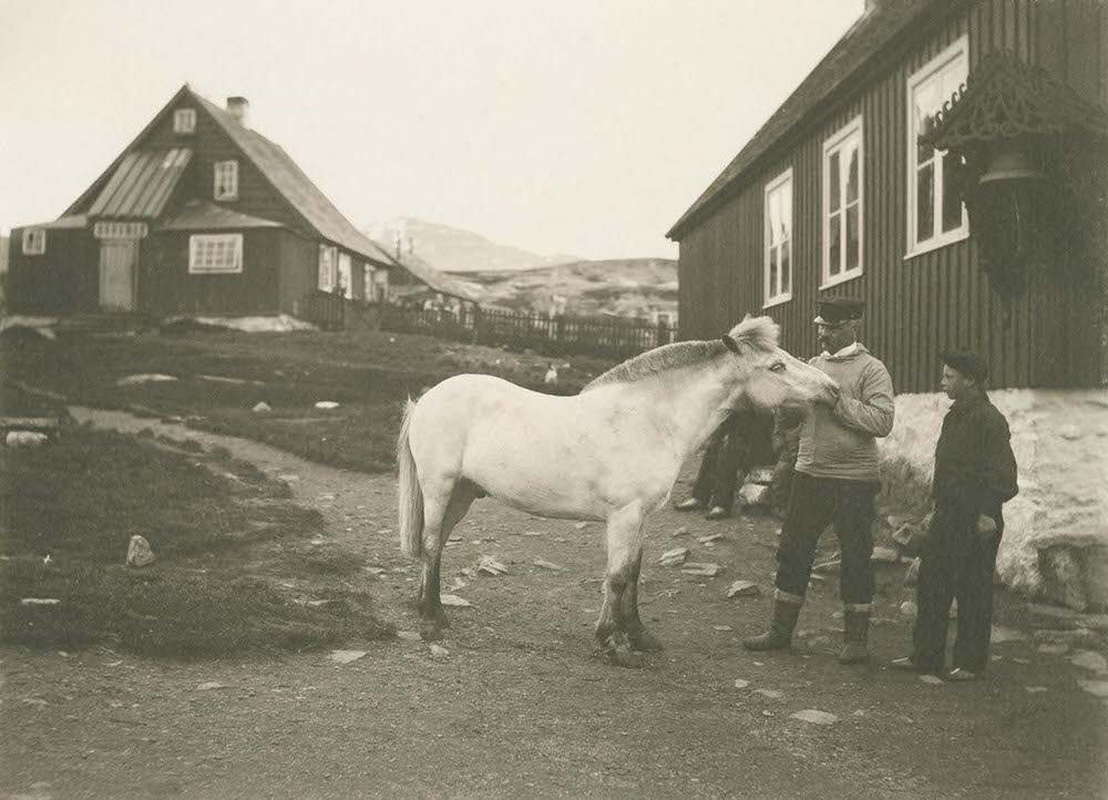 The only horse in the town of Nuuk, 1890s
