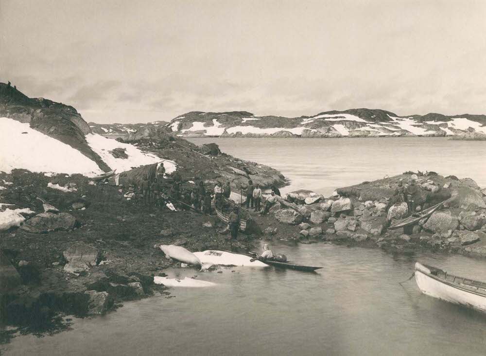 Whalers haul their catch onto the shore near Nuuk, 1890s