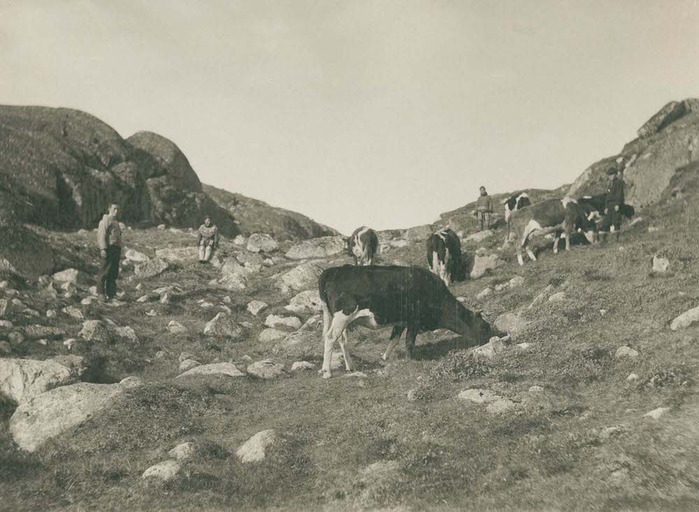 Cows near the town of Qaqortoq, 1890s