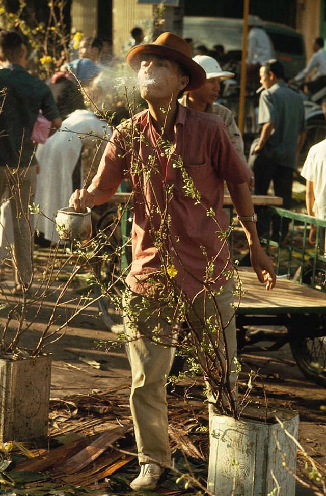 A man sprays water onto ‘mai’ tree branches for Tet, the lunar New Year in Saigon, 1965