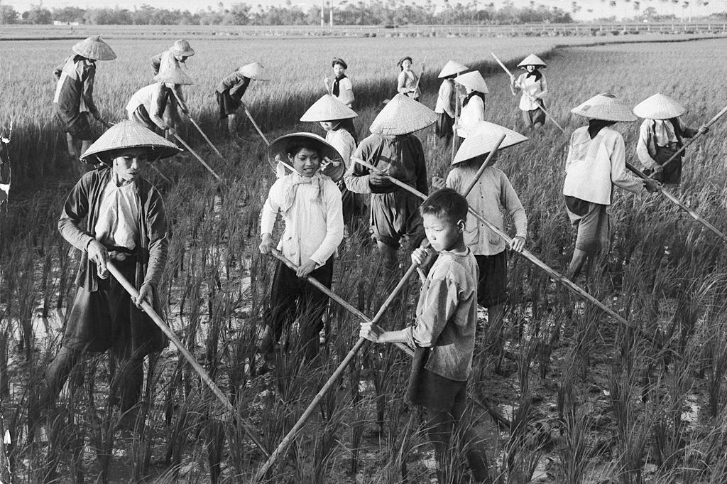 Peasants in the Rice Fields of North Vietnam, 1960.