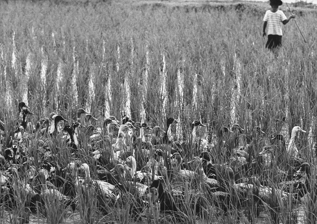 South Vietnamese farmer using flock of ducks to eat inscets infesting his rice fields, 1961.