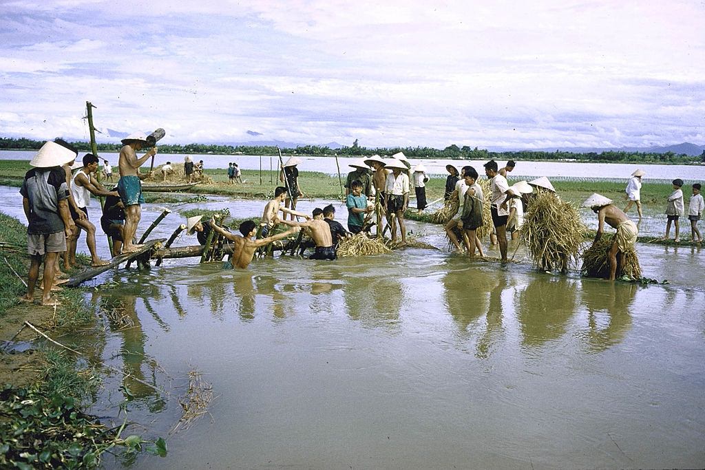 Rice farmers struggling to build dam to contain flood waters, 1961.