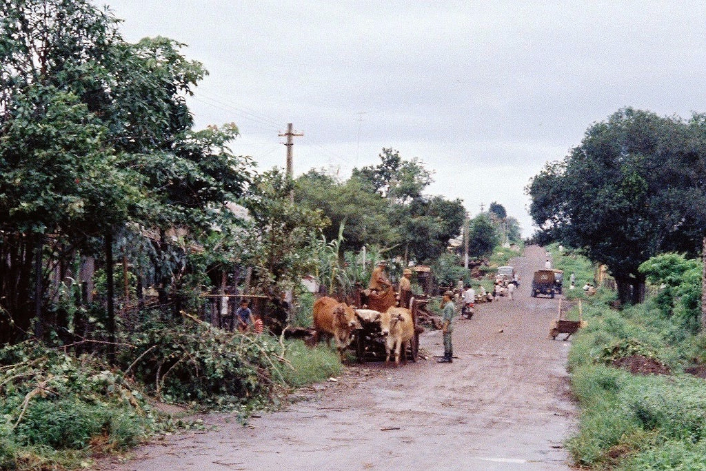 Cow-cart on countryside street, Vietnam, 1967