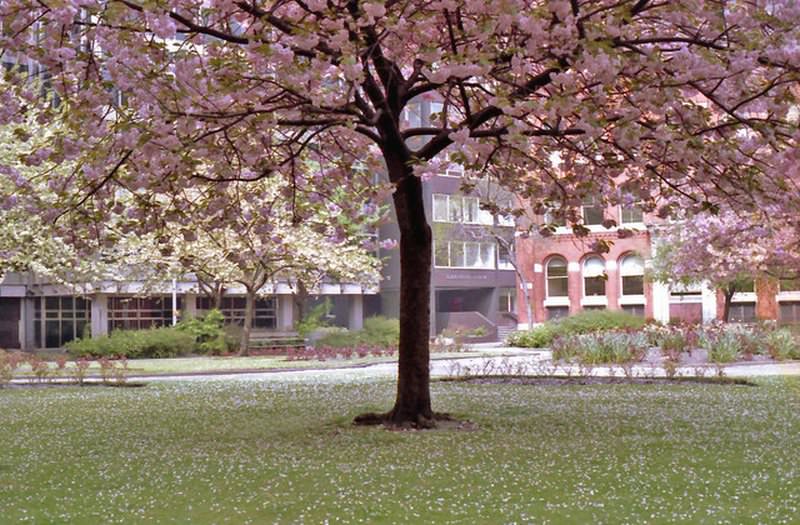 Cherry blossom in St Mary's Parsonage, 1982