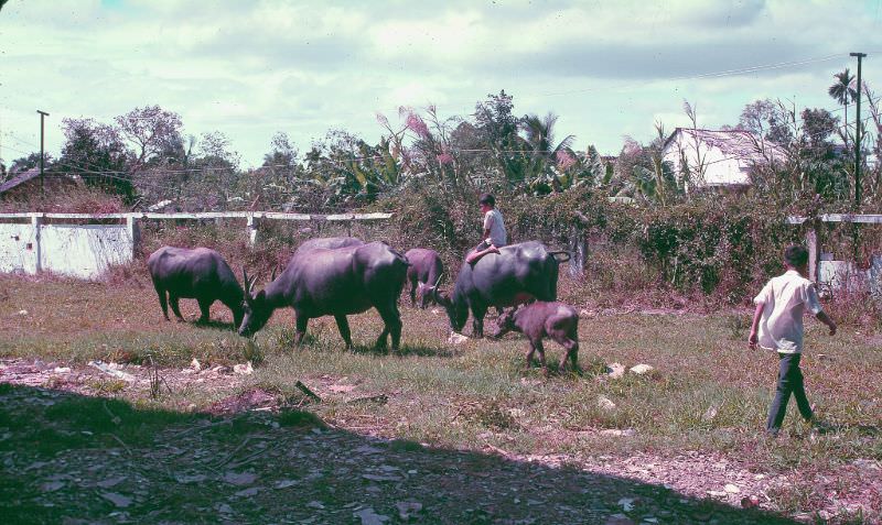 Boy rides water buffalo in Can Tho, 1968