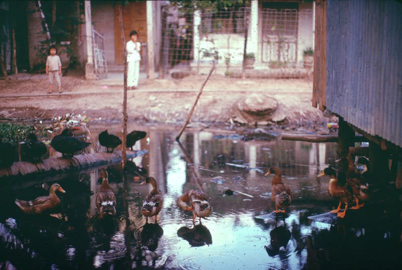 Can Tho ducks, 1968