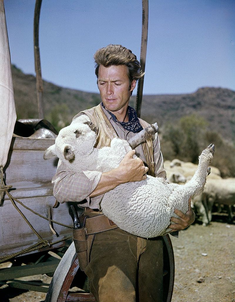 Clint Eastwood carrying a lamb, 1962.