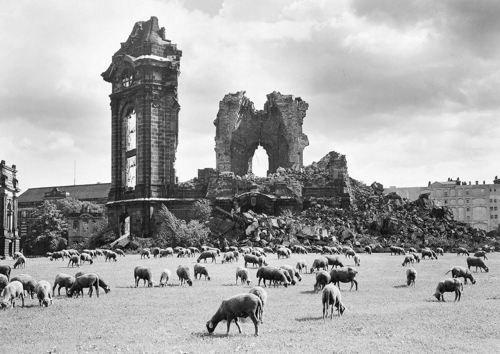 Sheep graze near the ruins of the Frauenkirche, 1957.