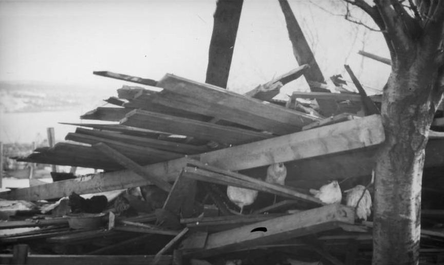 Crushed hens struggle for air inside of a ruined hen house.