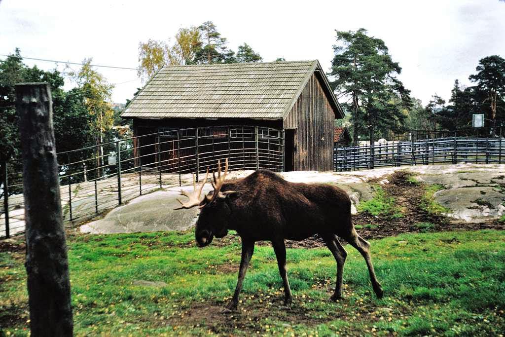 Canadian moose, Helsinki Zoo, 1960s