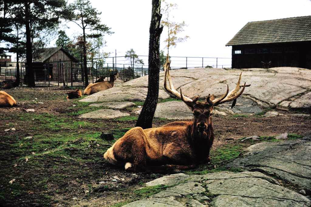 Canadian elk, Helsinki Zoo, 1960s