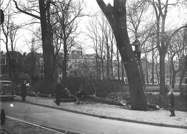 Municipal workers of the planting service have been busy sawing branches of a monumental elm, Weteringplantsoen. Amsterdam, January 14, 1948
