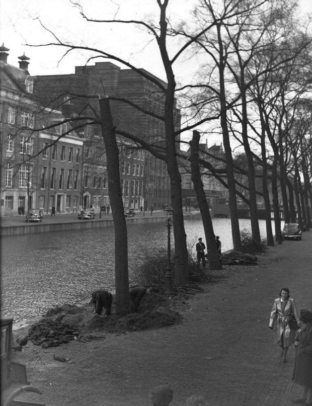 On the Keizersgracht the elms are felled by municipal employees and replaced by linden (21 years old) from the Bach district. Amsterdam, February 5, 1948