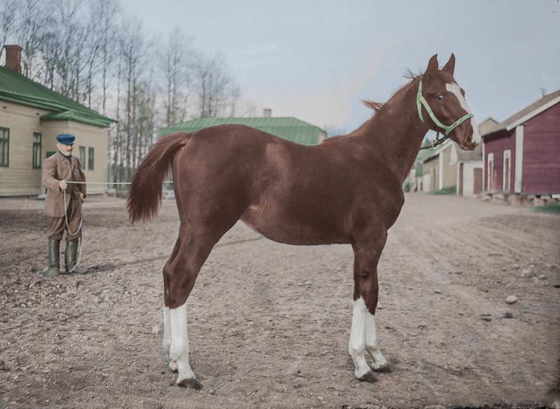 The Hanoverian stallion foal Khedio at the Pickala mansion in southern Finland in 1931