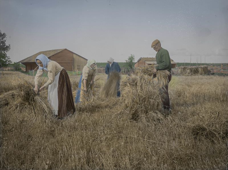 Harvesting barley in the Swedish speaking county of Ostrobothnia in Finland in 1915