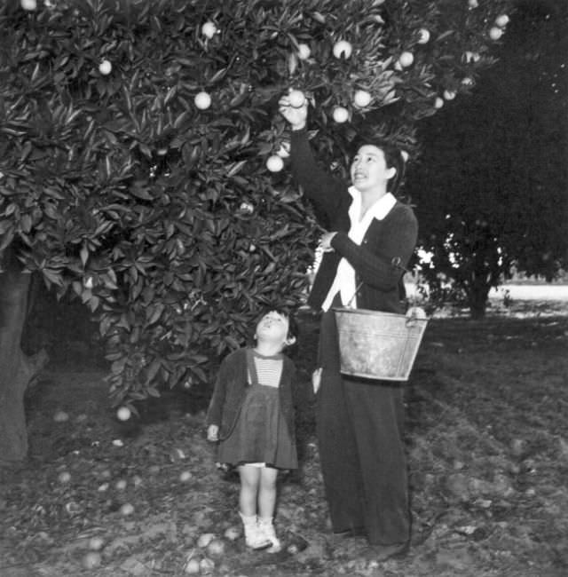 Little Bernice Hijama, three, watches her mother pick a bucket of oranges from the trees surrounding their vineyard home near Fowler, California.